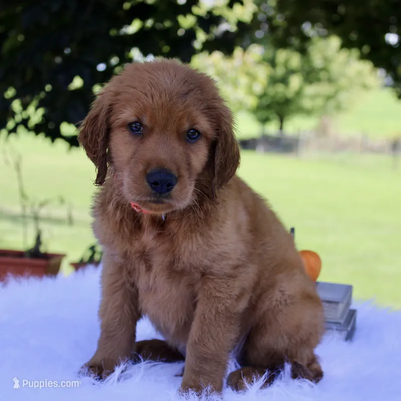 Alec – Golden Retriever puppy for sale in Romulus, NY