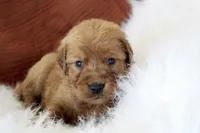 Kendall , a female Golden Retriever for sale in Romulus, NY – 3 of 6