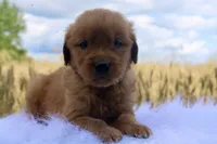 Toby, a male Golden Retriever for sale in Romulus, NY – 2 of 4
