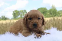Trixie, a female Golden Retriever for sale in Romulus, NY – 2 of 4