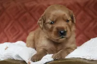 Anton, a male Golden Retriever for sale in Romulus, NY – 2 of 3