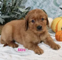 Akira, a female Golden Retriever for sale in Romulus, NY – 3 of 6