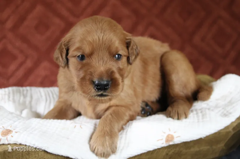 Aspen – Golden Retriever puppy for sale in Romulus, NY