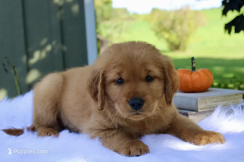 Anton – Golden Retriever puppy for sale in Romulus, NY