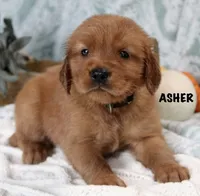 Asher, a male Golden Retriever for sale in Romulus, NY – 2 of 5