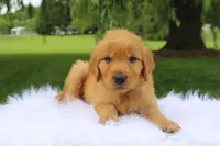 Koda, a male Golden Retriever for sale in Romulus, NY – 6 of 8