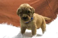 Koda, a male Golden Retriever for sale in Romulus, NY – 3 of 8