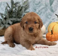 Autumn, a female Golden Retriever for sale in Romulus, NY – 5 of 7