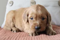 Trixie, a female Golden Retriever for sale in Romulus, NY – 3 of 4