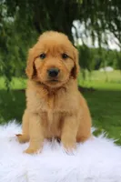 Koda, a male Golden Retriever for sale in Romulus, NY – 4 of 8