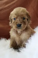 Kendall , a female Golden Retriever for sale in Romulus, NY – 6 of 6