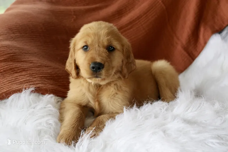 Kendall  – Golden Retriever puppy for sale in Romulus, NY