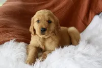 Kendall , a female Golden Retriever for sale in Romulus, NY – 1 of 6