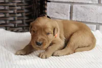 Kip AKC, a male Golden Retriever for sale in Romulus, NY – 6 of 7
