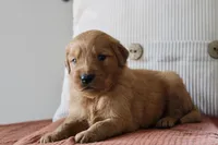 Tucker, a male Golden Retriever for sale in Romulus, NY – 3 of 4