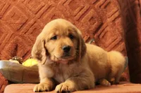 Autumn, a female Golden Retriever for sale in Romulus, NY – 2 of 7