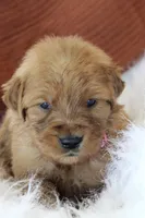 Khloe AKC, a female Golden Retriever for sale in Romulus, NY – 2 of 7