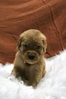 Kip AKC, a male Golden Retriever for sale in Romulus, NY – 7 of 7