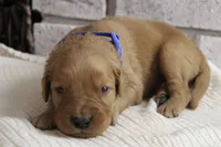 Koda, a male Golden Retriever for sale in Romulus, NY – 8 of 8