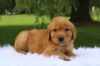 Kip AKC, a male Golden Retriever for sale in Romulus, NY – 1 of 7