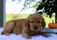Asher, a male Golden Retriever for sale in Romulus, NY – 3 of 5