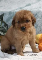 Anton, a male Golden Retriever for sale in Romulus, NY – 1 of 3