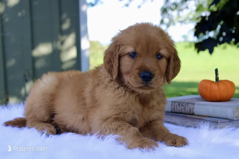 Aspen – Golden Retriever puppy for sale in Romulus, NY