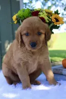 Autumn, a female Golden Retriever for sale in Romulus, NY – 3 of 7