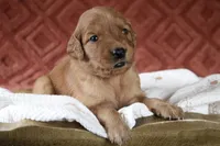 Autumn, a female Golden Retriever for sale in Romulus, NY – 6 of 7