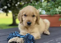 Koda, a male Golden Retriever for sale in Romulus, NY – 2 of 8