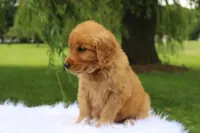 Kip AKC, a male Golden Retriever for sale in Romulus, NY – 3 of 7