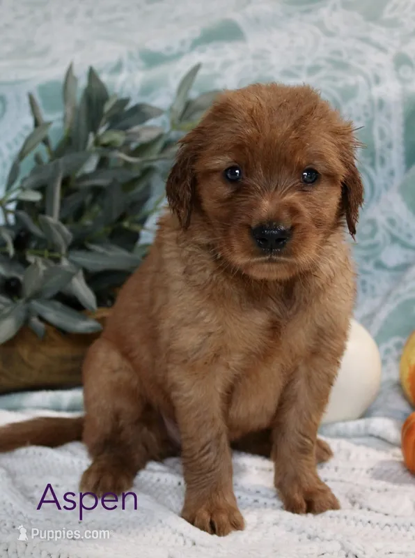 Aspen – Golden Retriever puppy for sale in Romulus, NY