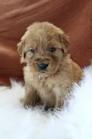 Khloe AKC, a female Golden Retriever for sale in Romulus, NY – 5 of 7
