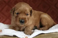 Anton, a male Golden Retriever for sale in Romulus, NY – 3 of 3