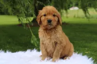 Kendall , a female Golden Retriever for sale in Romulus, NY – 4 of 6