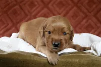 Asher, a male Golden Retriever for sale in Romulus, NY – 4 of 5