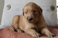 Tucker, a male Golden Retriever for sale in Romulus, NY – 4 of 4