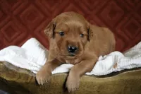 Asher, a male Golden Retriever for sale in Romulus, NY – 5 of 5