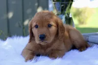 Akira, a female Golden Retriever for sale in Romulus, NY – 4 of 6