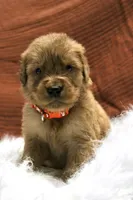 Kip AKC, a male Golden Retriever for sale in Romulus, NY – 4 of 7