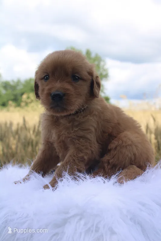 Toby – Golden Retriever puppy for sale in Romulus, NY