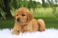 Khloe AKC, a female Golden Retriever for sale in Romulus, NY – 3 of 7