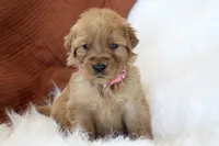 Khloe AKC, a female Golden Retriever for sale in Romulus, NY – 4 of 7