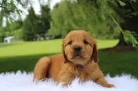 Kendall , a female Golden Retriever for sale in Romulus, NY – 5 of 6