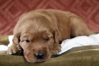 Akira, a female Golden Retriever for sale in Romulus, NY – 5 of 6