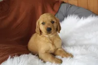 Kendall , a female Golden Retriever for sale in Romulus, NY – 2 of 6