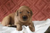 Aspen, a female Golden Retriever for sale in Romulus, NY – 2 of 2