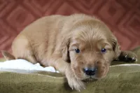 Akira, a female Golden Retriever for sale in Romulus, NY – 6 of 6