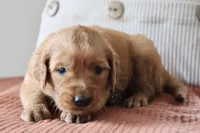 Trixie, a female Golden Retriever for sale in Romulus, NY – 4 of 4