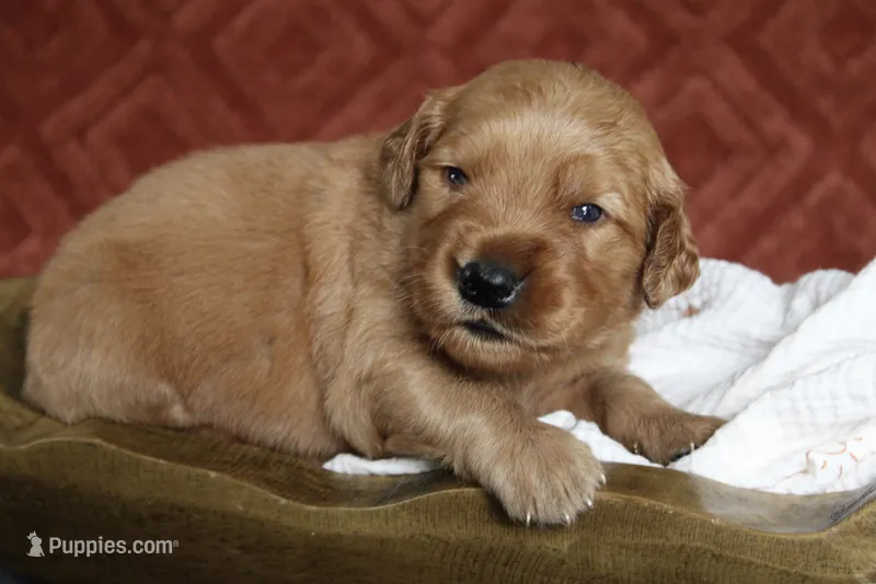 Alec – Golden Retriever puppy for sale in Romulus, NY